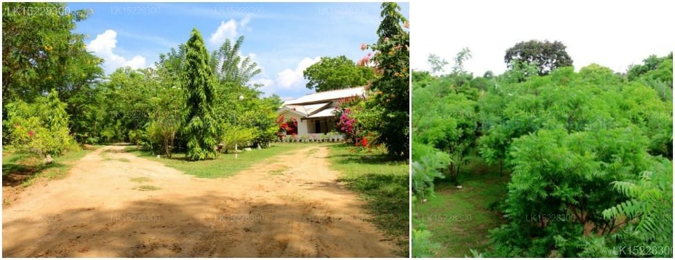Lavish Eco Jungle