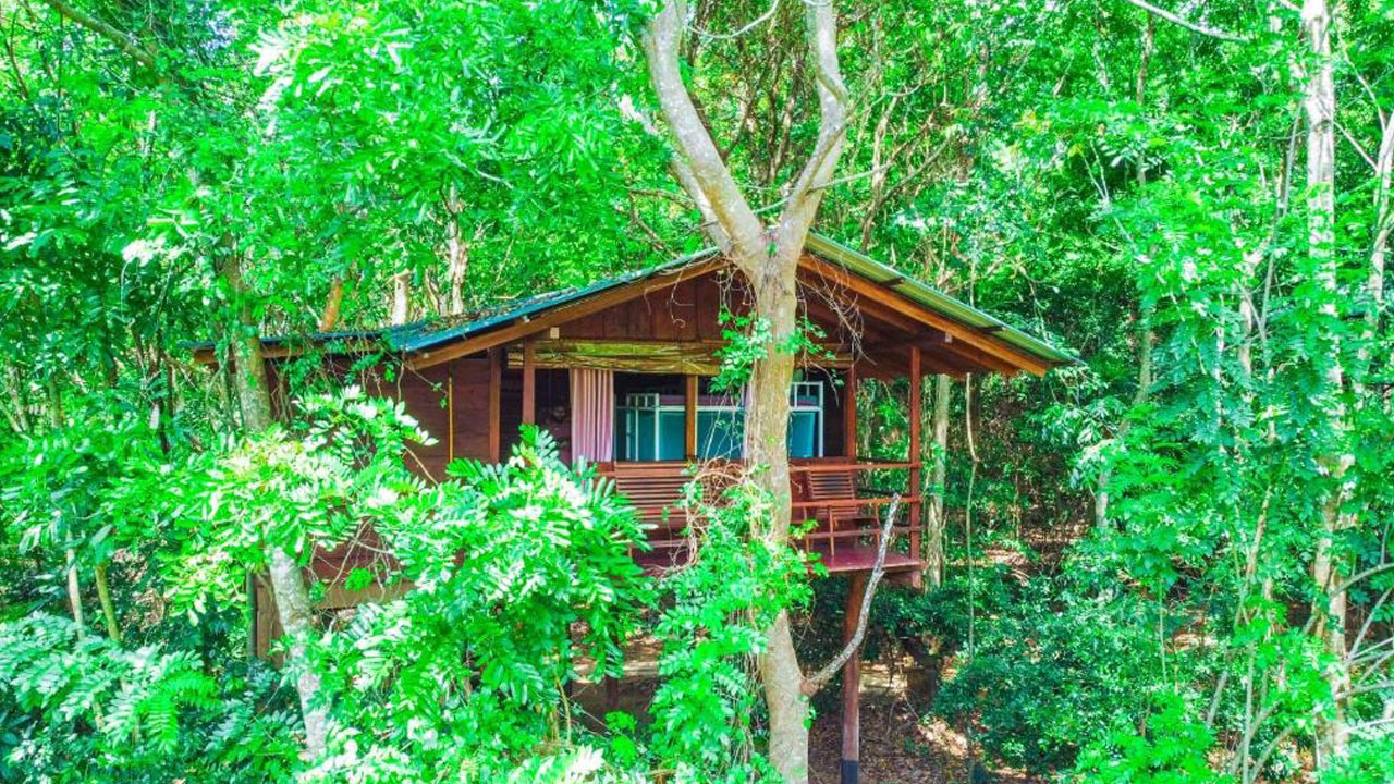 Jungle Host Hostel And Tree House