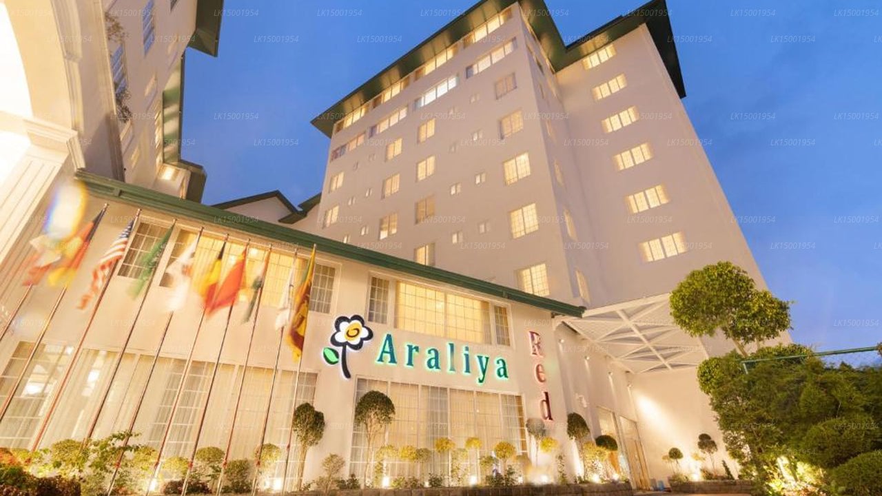 Araliya Red - Nuwara Eliya