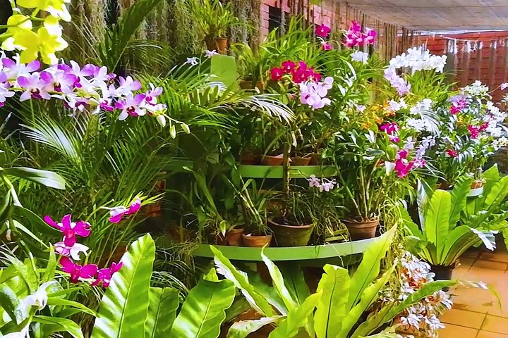 Kandy City Tour ab Mount Lavinia