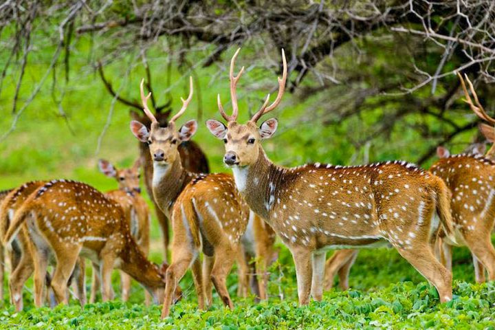 Maduru Oya National Park Shared Safari