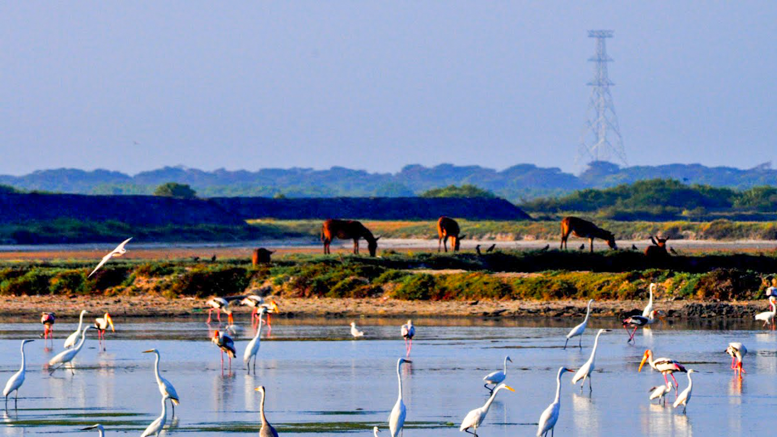 Birdwatching walk on Mannar Island