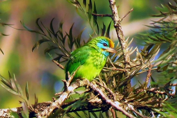 Birdwatching Walk in Sinharaja Rainforest from Colombo City