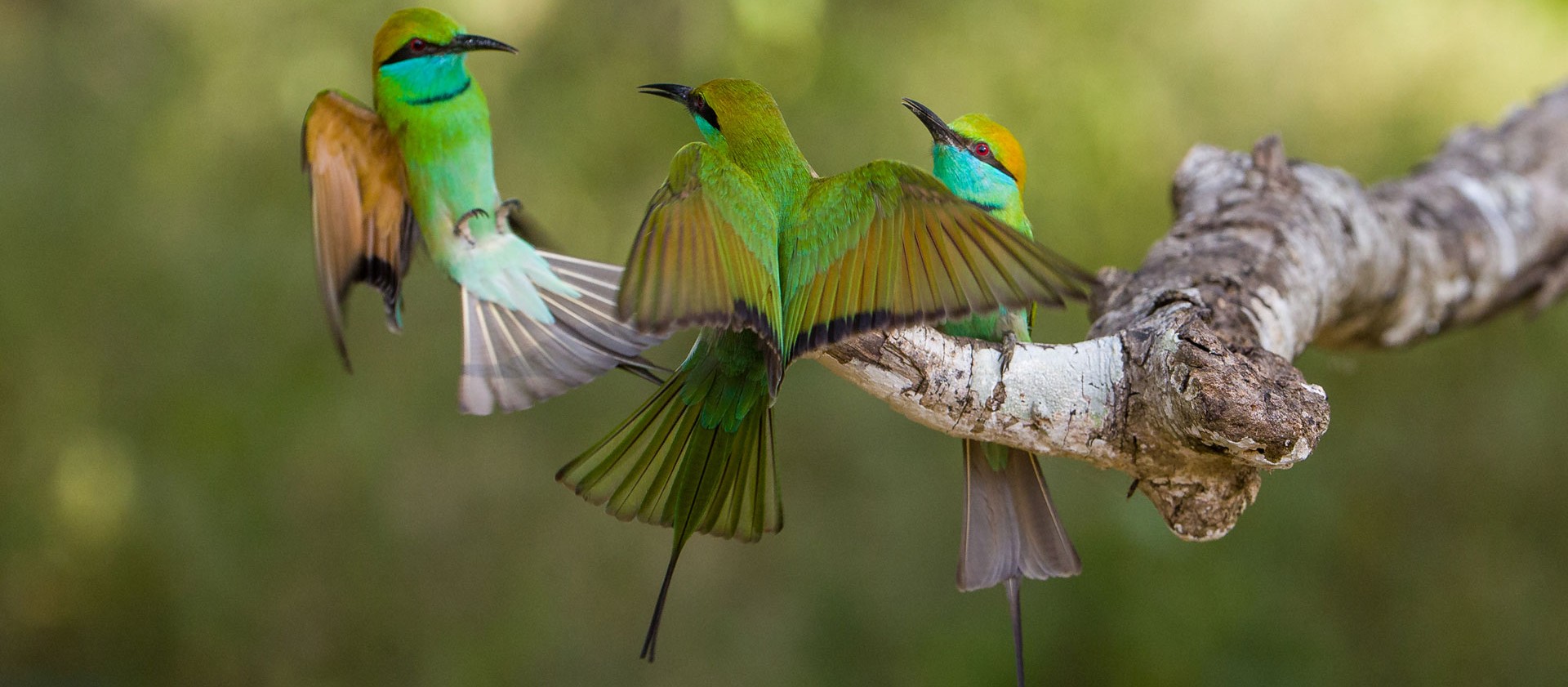 Birdwatching at Muthurajawela Marsh from Negombo