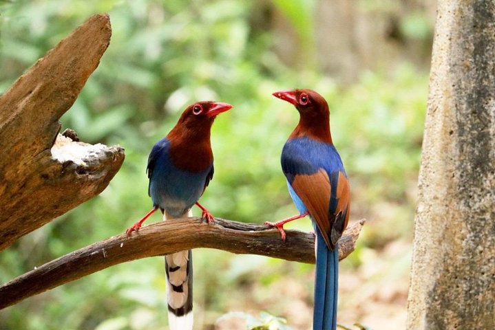 Birdwatching Forest Walk in Kitulgala