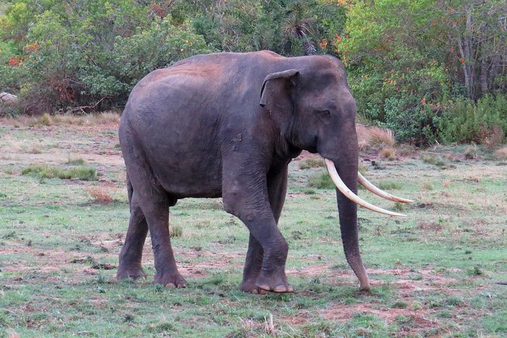 One Night Camping in Kumana National Park