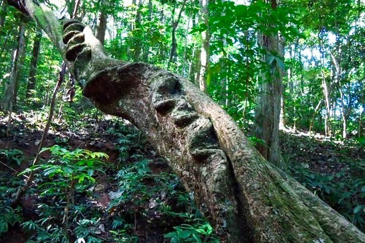 Randonnée dans la réserve forestière Udawattakele de Kandy
