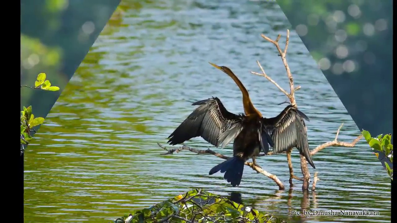 Birdwatching at Muthurajawela Marsh from Negombo