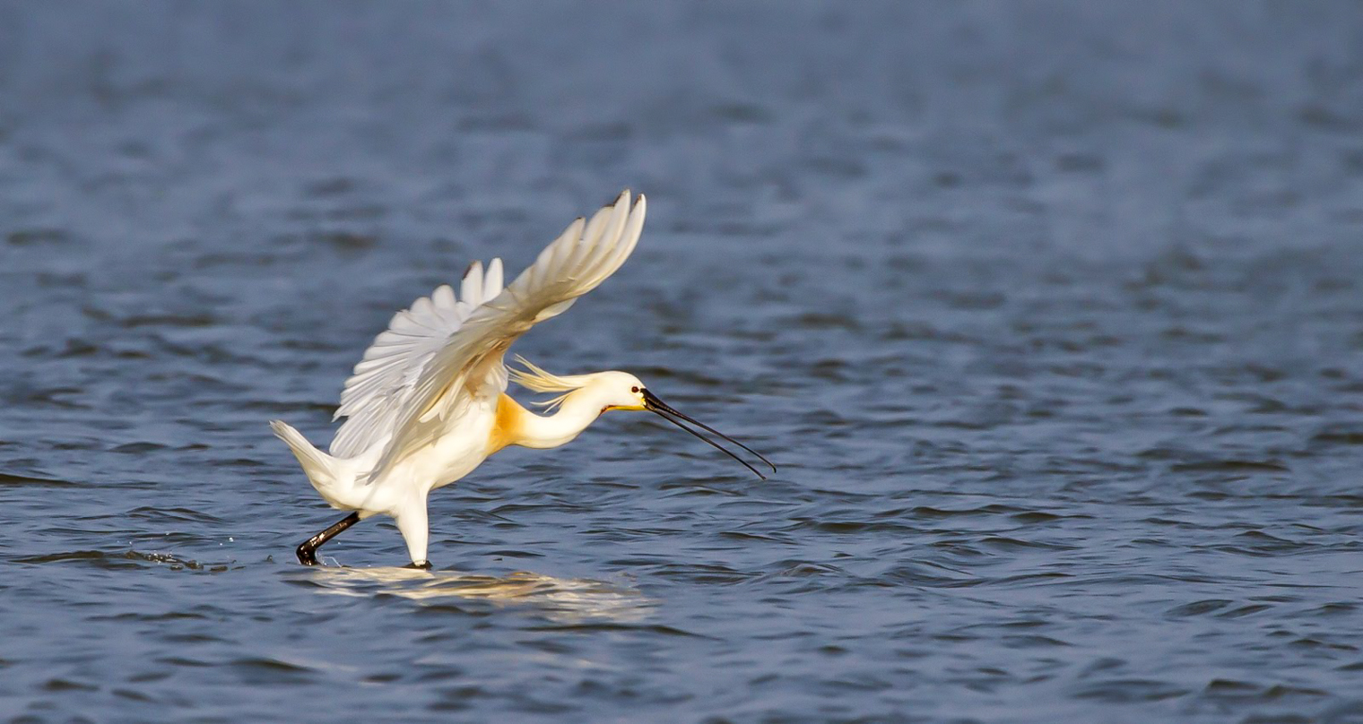 Birdwatching walk on Mannar Island