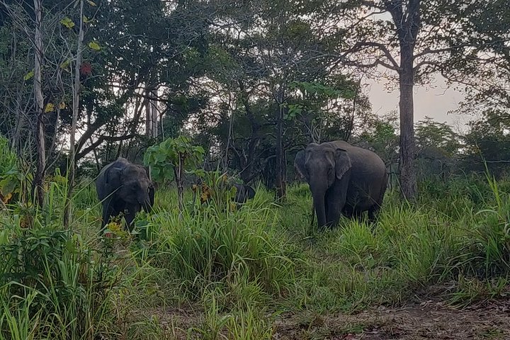 Hurulu Eco Park Shared Safari