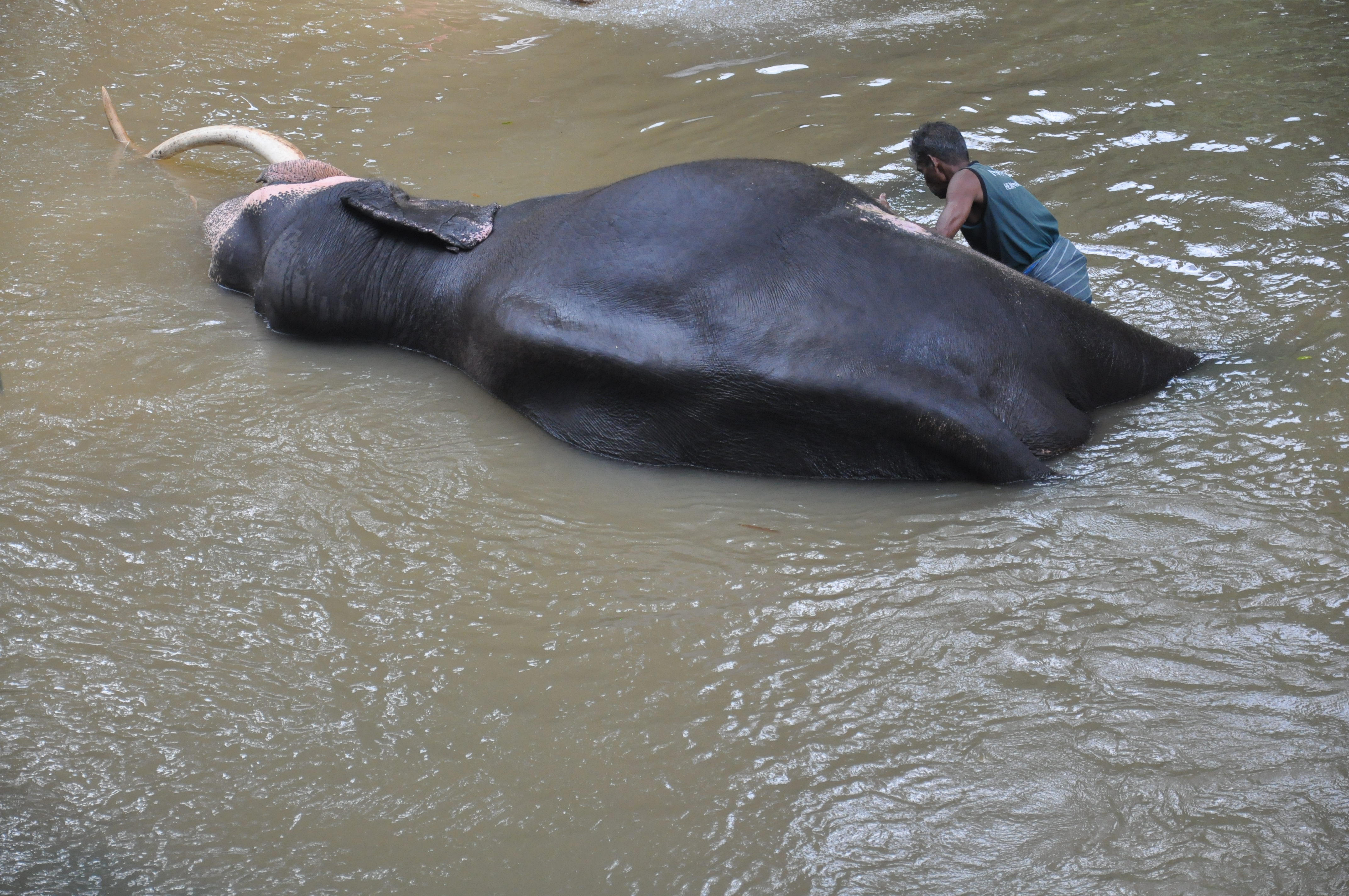 Millennium Elephant Foundation from Colombo (LKCMB) Seaport (Private Day Tour)