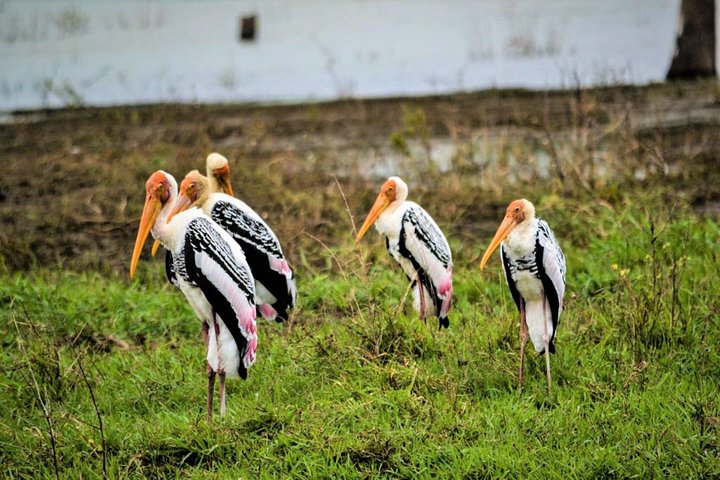 Lunugamvehera National Park Private Safari with Guide including Jeep