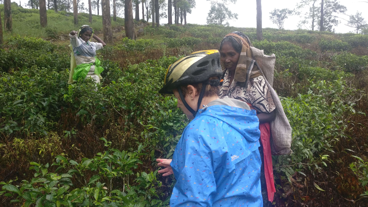 Tour en Bicicleta por la Plantación de Té Hanthana