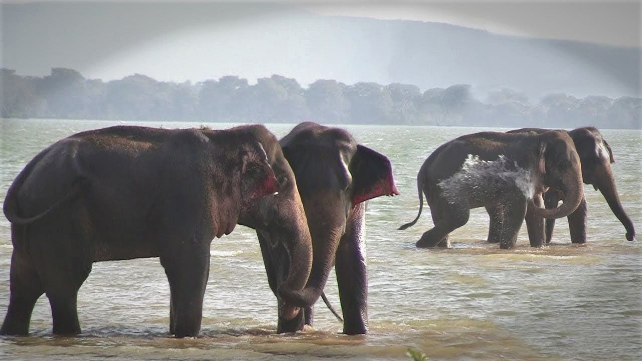 Kalawewa National Park Private Safari with Guide including Jeep
