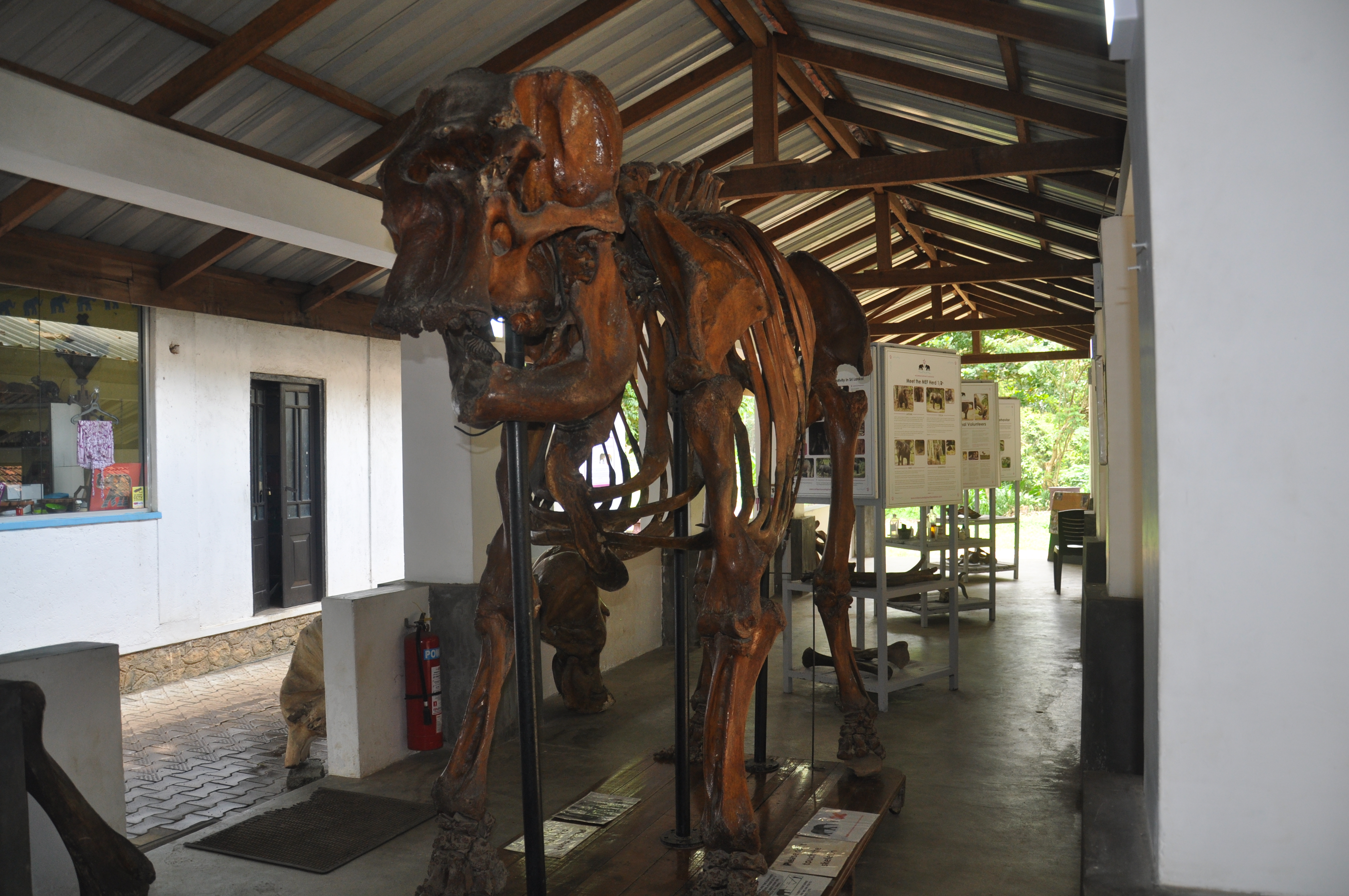 Millennium Elephant Foundation from Colombo (LKCMB) Seaport (Private Day Tour)