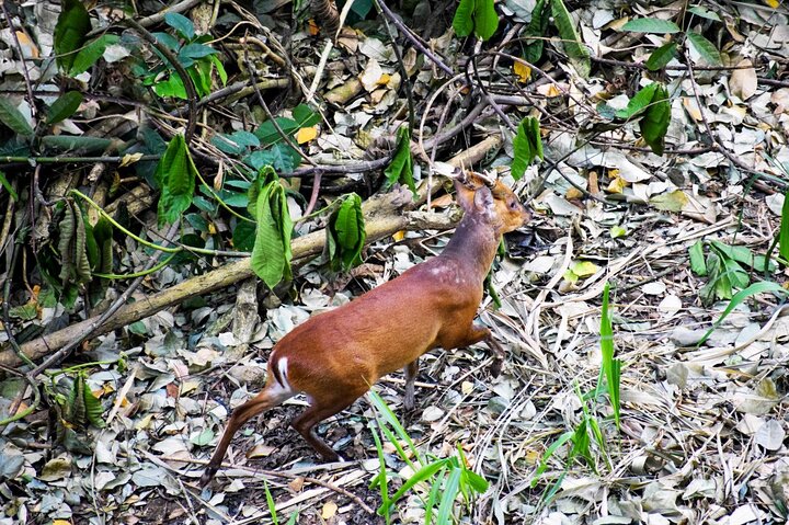 Randonnée dans la réserve forestière Udawattakele de Kandy