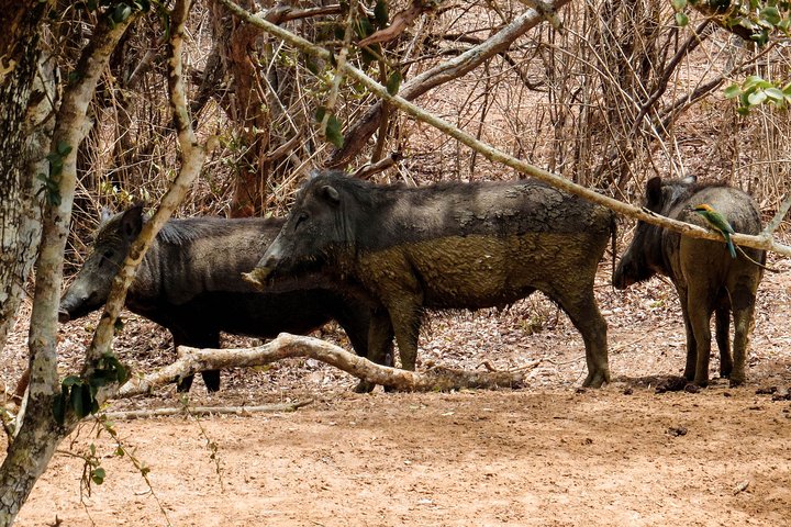 Eintrittskarten für den Yala National Park
