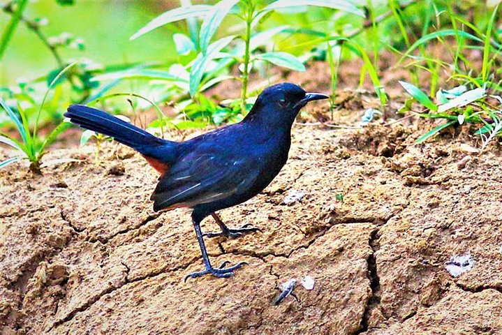 Lunugamvehera National Park Private Safari with Guide including Jeep