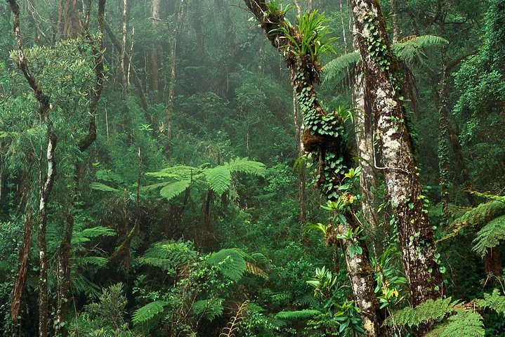 Birdwatching Walk in Sinharaja Rainforest from Colombo City
