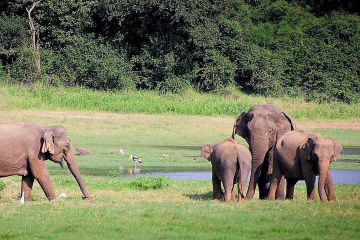 Lunugamvehera National Park Private Safari with Guide including Jeep