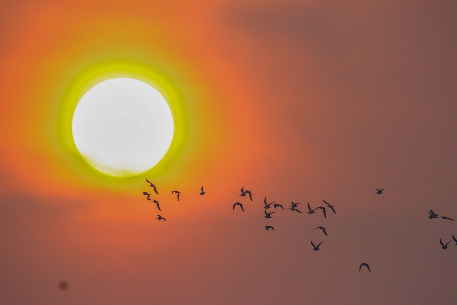 Birdwatching walk on Mannar Island