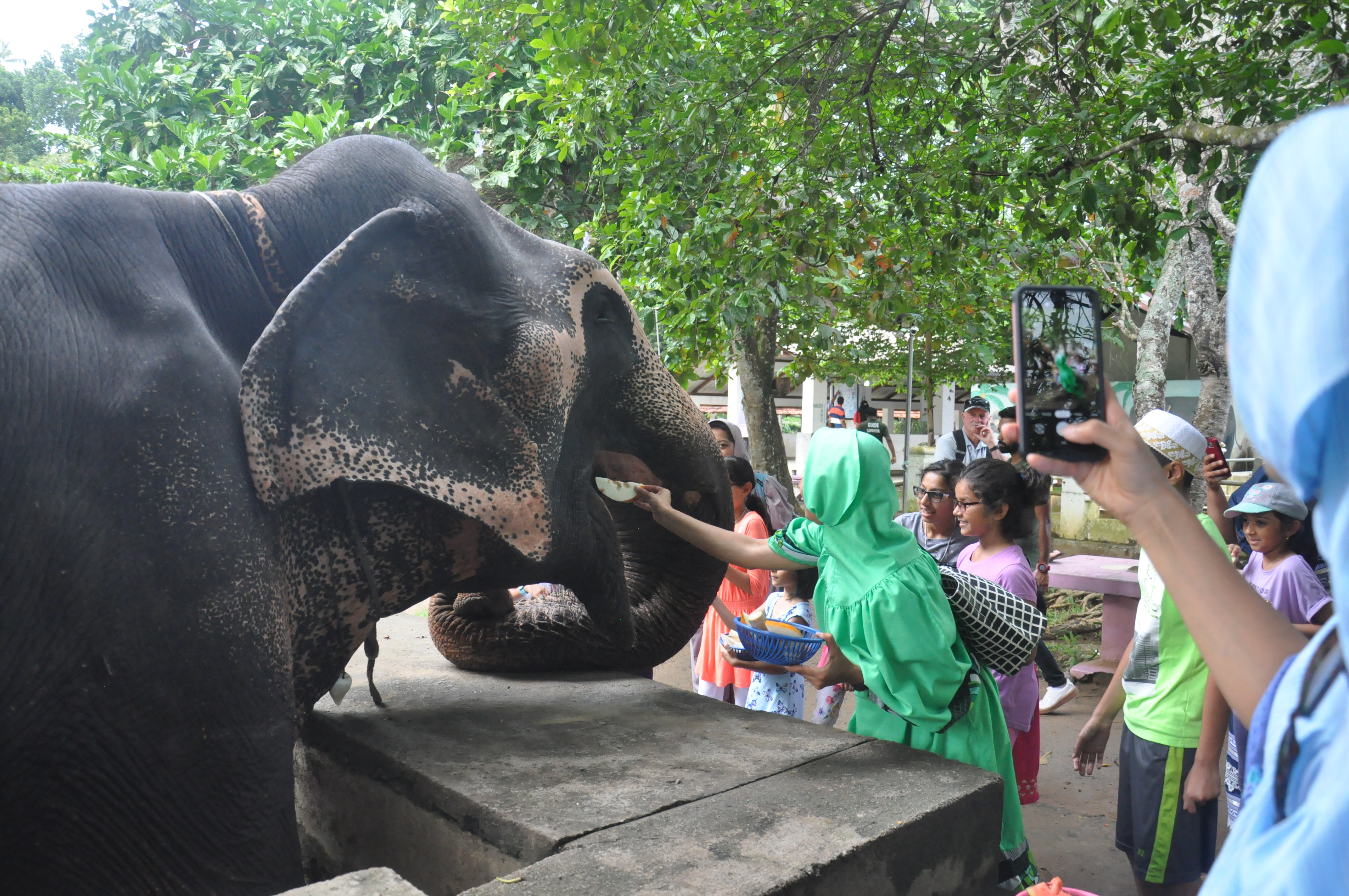Millennium Elephant Foundation from Colombo (LKCMB) Seaport (Private Day Tour)