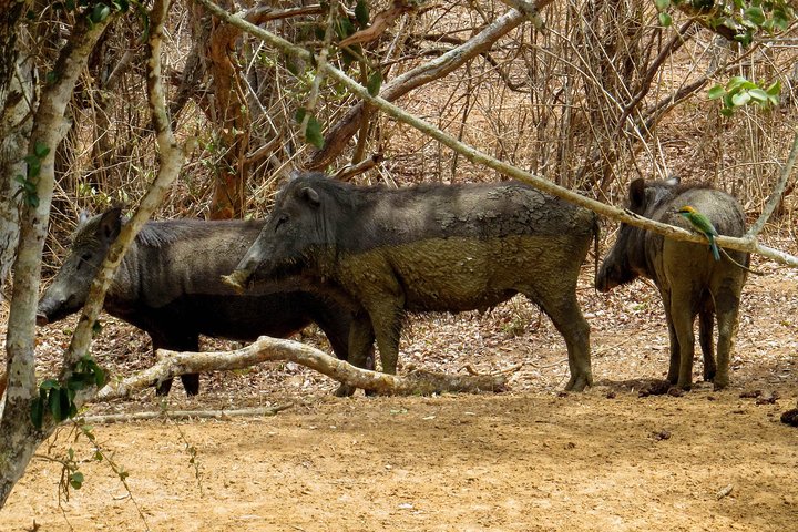 Yala Leopard Safari from Hambantota