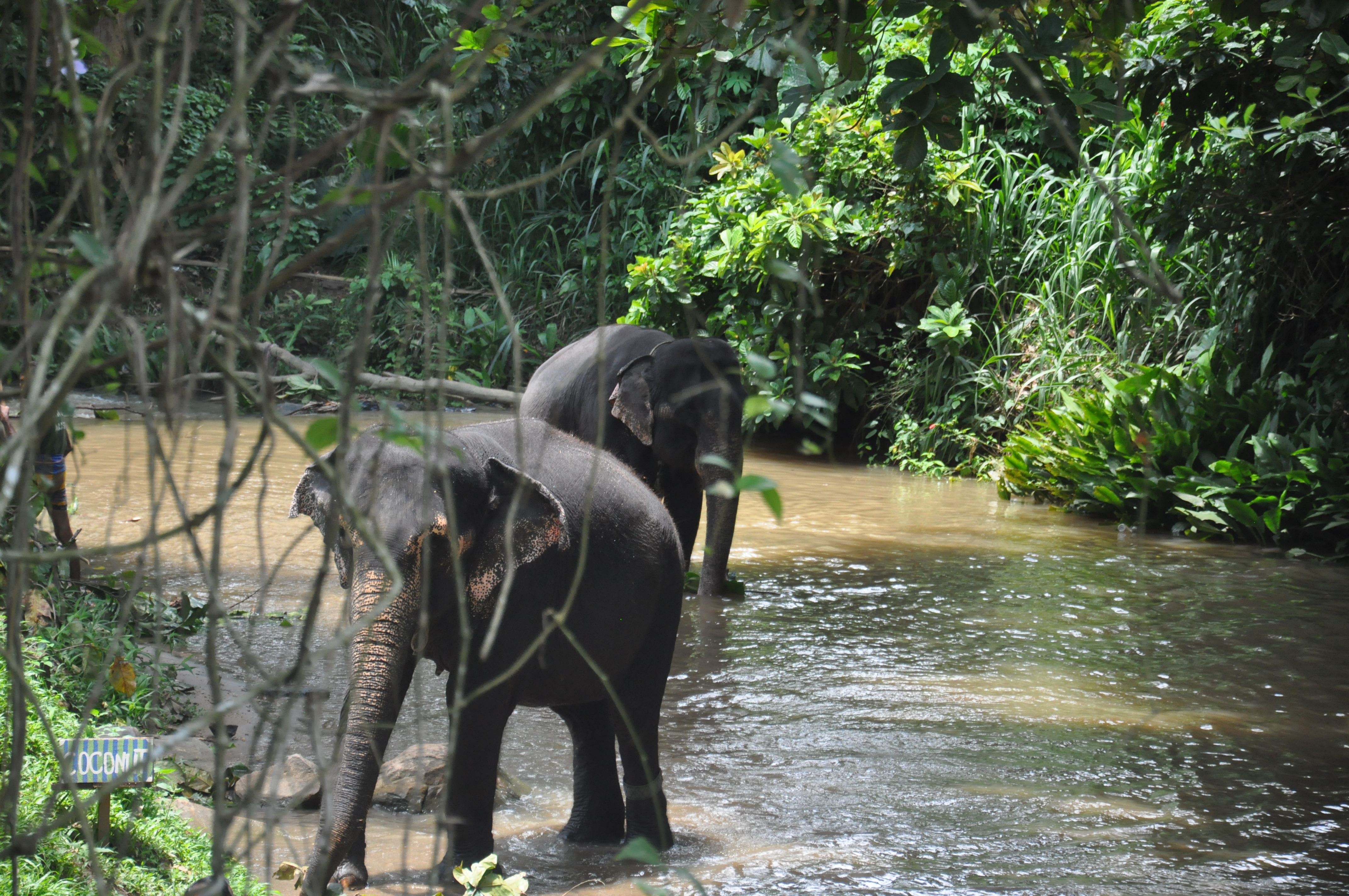 Millennium Elephant Foundation from Colombo (LKCMB) Seaport (Private Day Tour)
