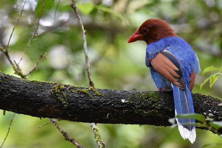 Birdwatching Walk in Sinharaja Rainforest from Colombo City