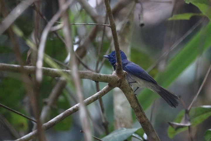 Birdwatching Forest Walk in Kitulgala