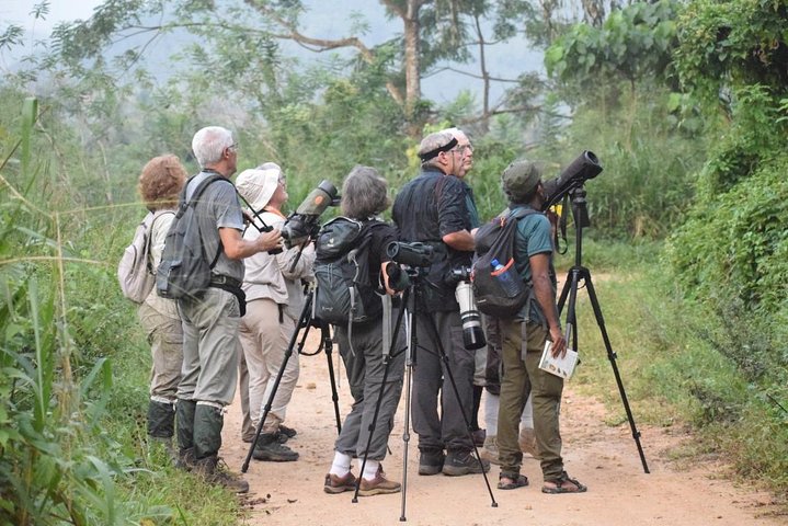 Birdwatching Forest Walk in Kitulgala