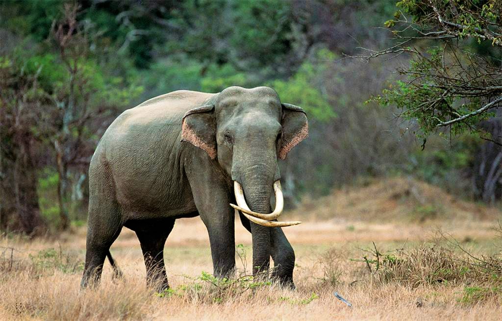 Kalawewa National Park Private Safari with Guide including Jeep