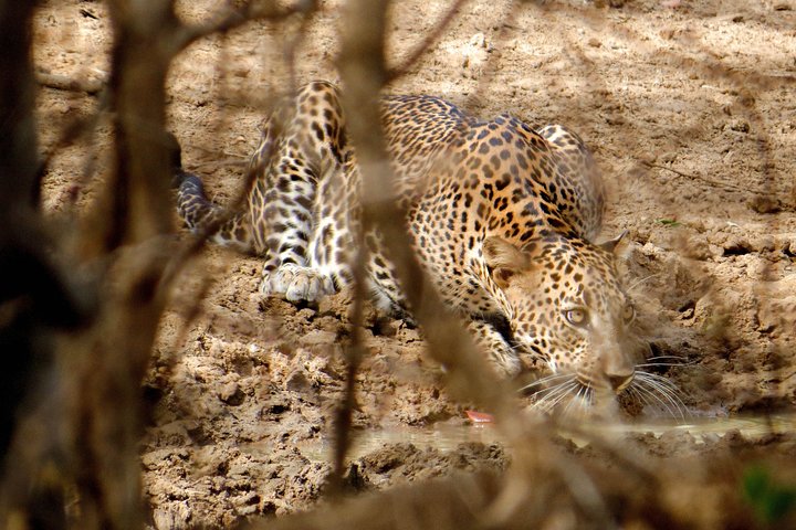 Eintrittskarten für den Yala National Park