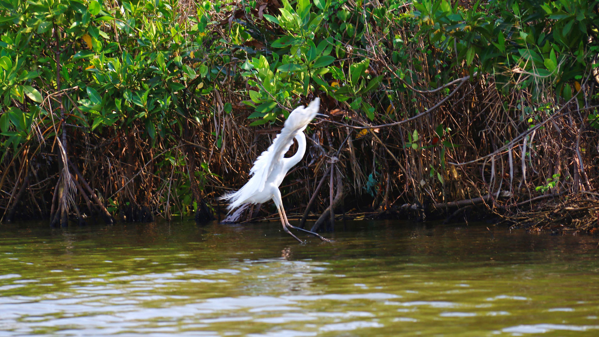 Birdwatching at Muthurajawela Marsh from Negombo