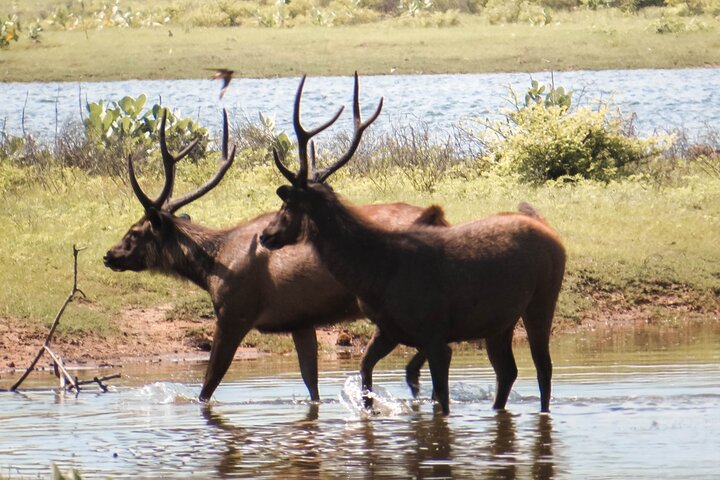 Eintrittskarten für den Yala National Park