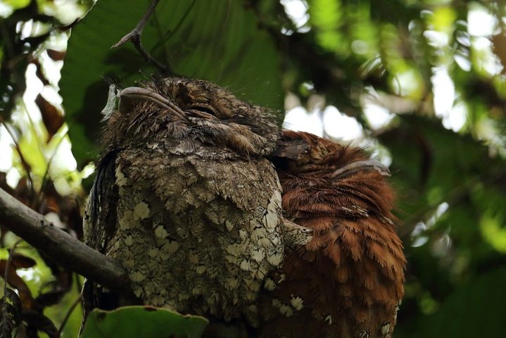 Birdwatching Forest Walk in Kitulgala