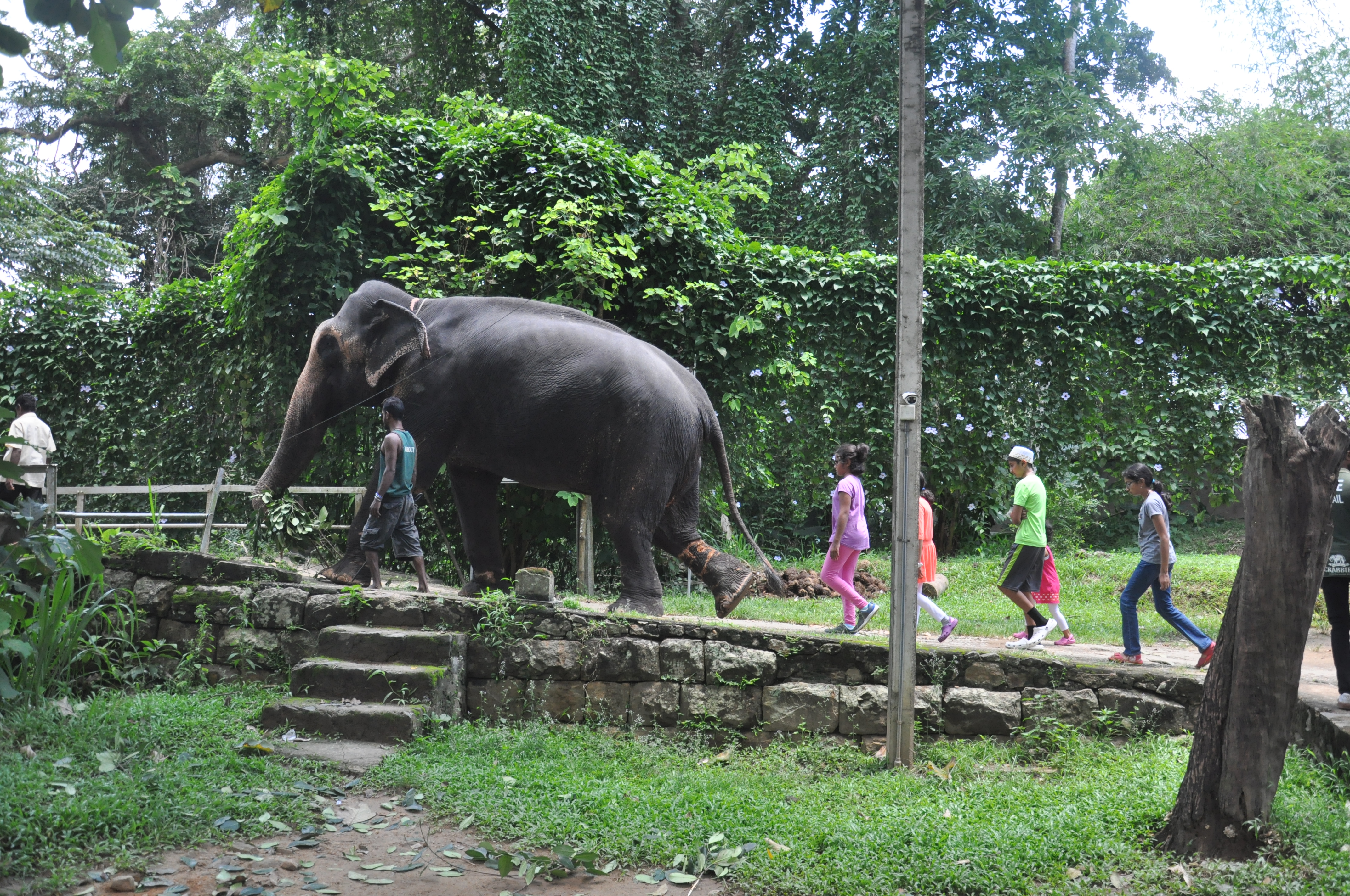 Millennium Elephant Foundation from Colombo (LKCMB) Seaport (Private Day Tour)