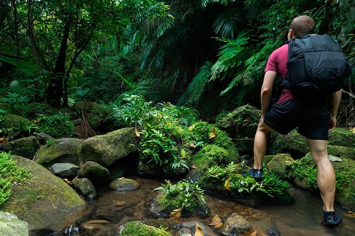 Birdwatching Walk in Sinharaja Rainforest from Colombo City