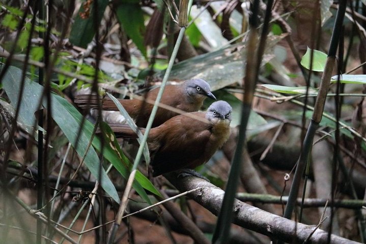 Birdwatching Forest Walk in Kitulgala