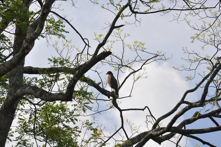 Birdwatching Walk in Anawilundawa Sanctuary