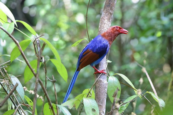 Birdwatching Walk in Sinharaja Rainforest from Colombo City
