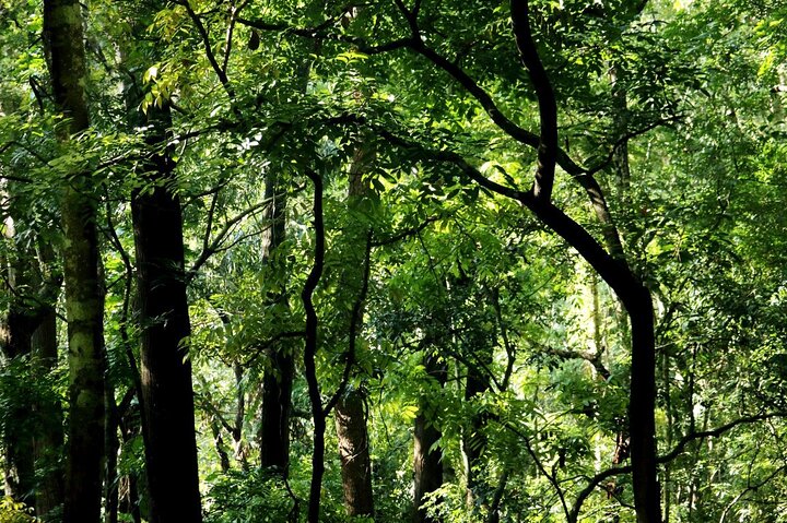 Randonnée dans la réserve forestière Udawattakele de Kandy