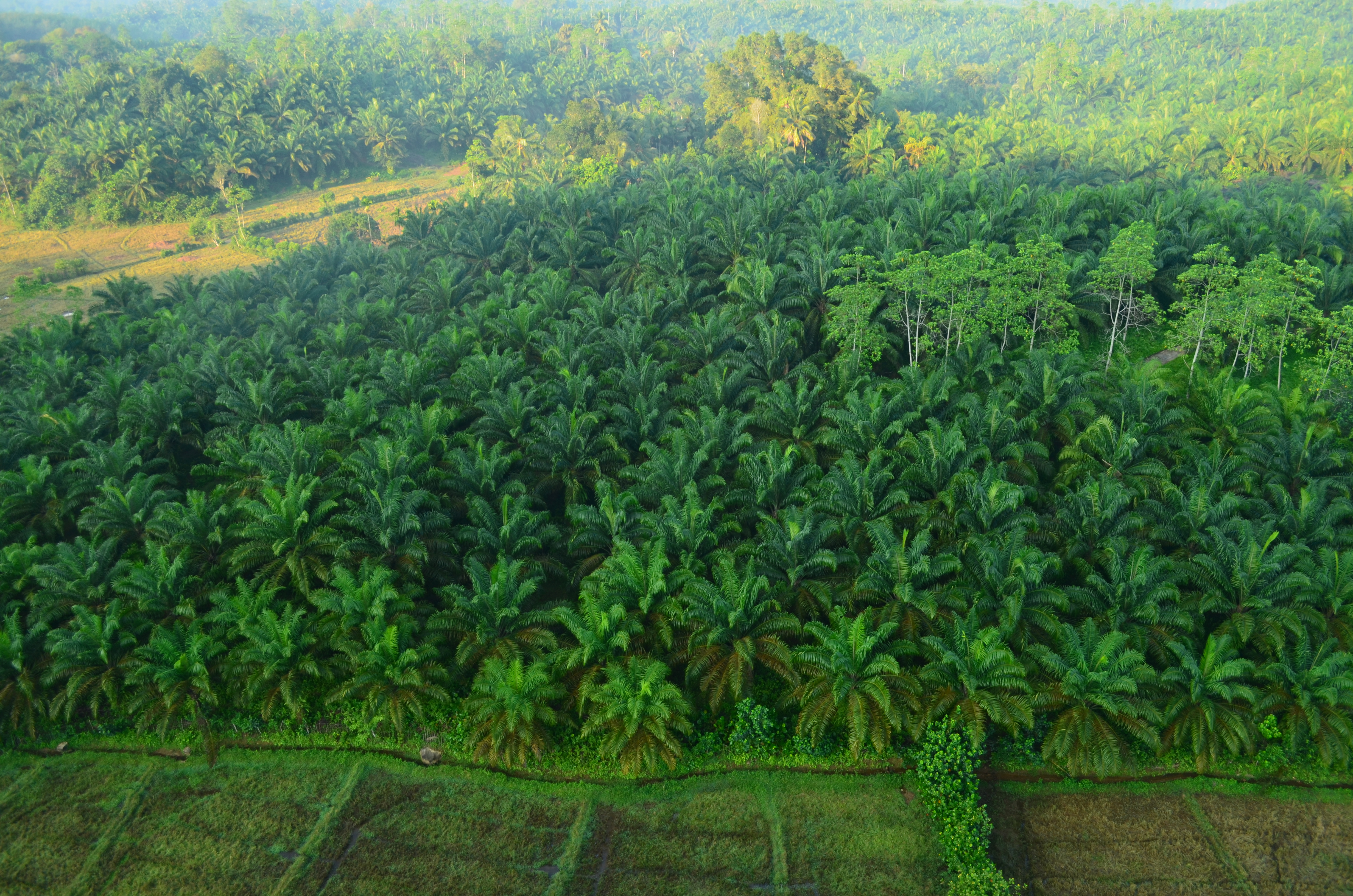 Hot Air Balloon Tour from Sigiriya