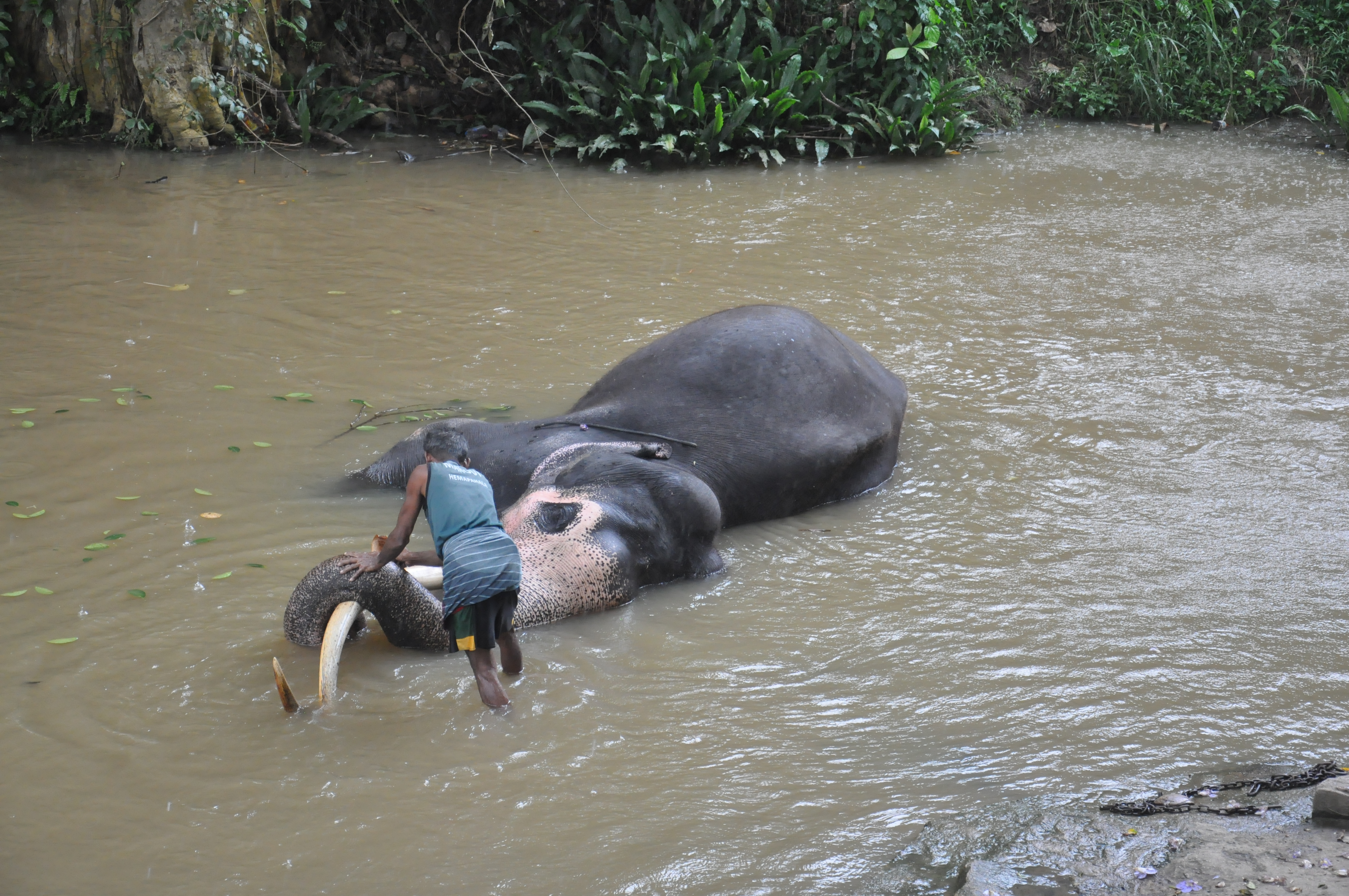 Millennium Elephant Foundation from Colombo (LKCMB) Seaport (Private Day Tour)