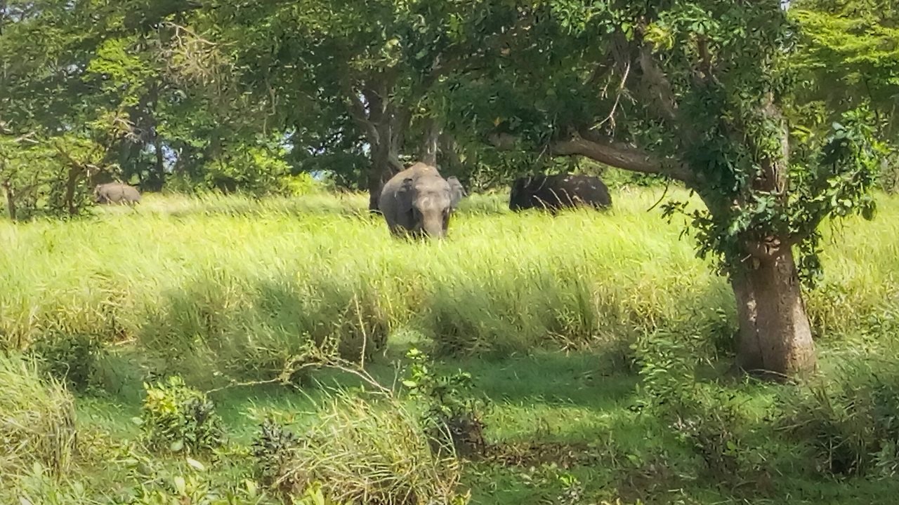 Kalawewa National Park Private Safari with Guide including Jeep