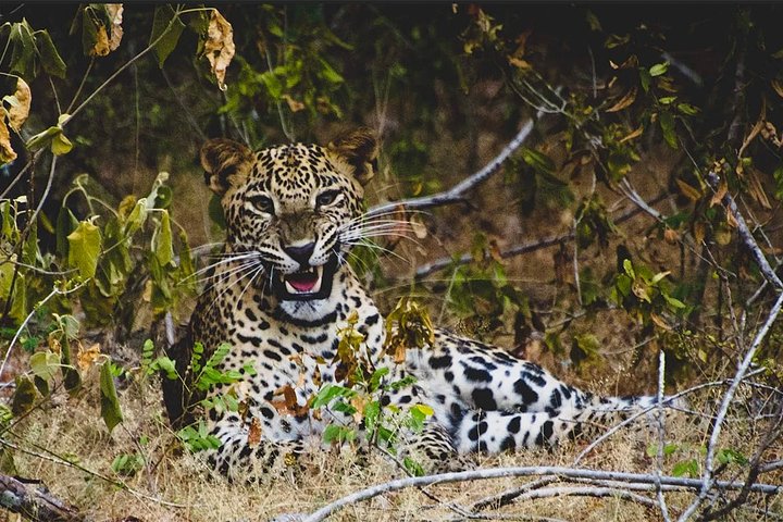 Lunugamvehera National Park Private Safari with Guide including Jeep