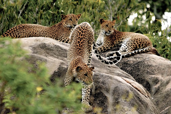 Eintrittskarten für den Yala National Park