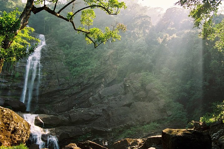 Birdwatching Walk in Sinharaja Rainforest from Colombo City