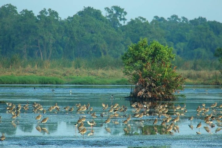 Birdwatching Walk in Anawilundawa Sanctuary