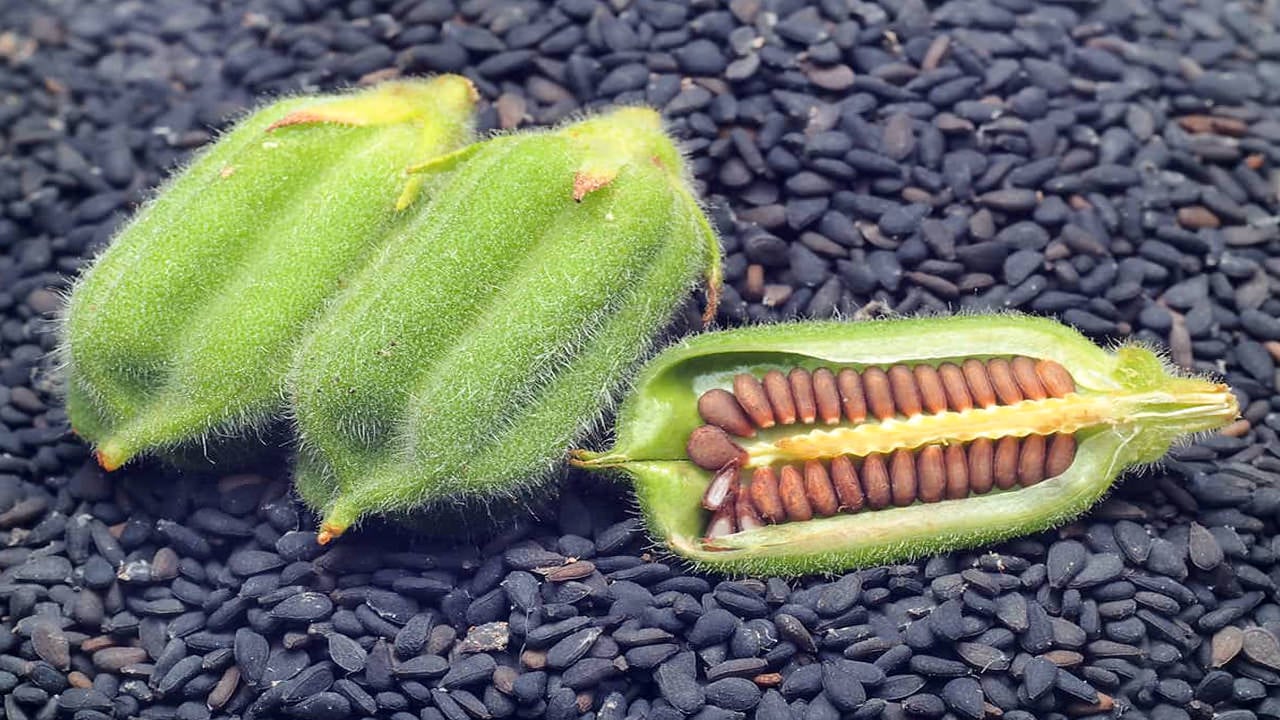 Sesamum indicum